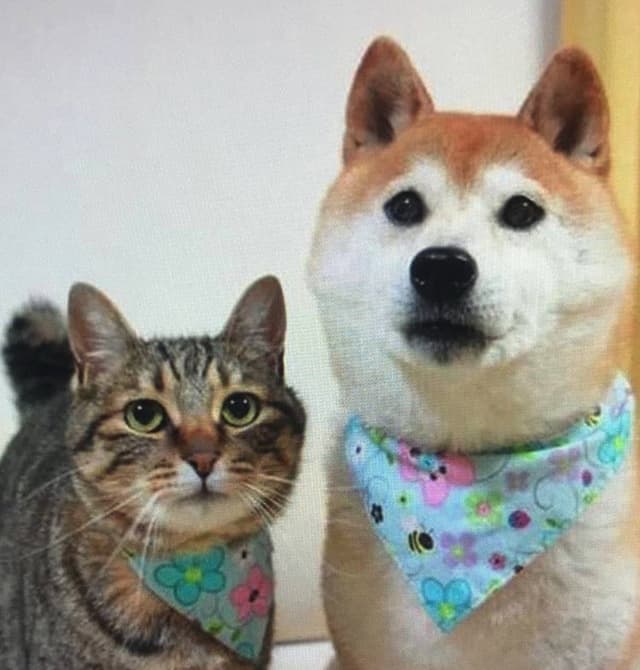 token image for GINNAN