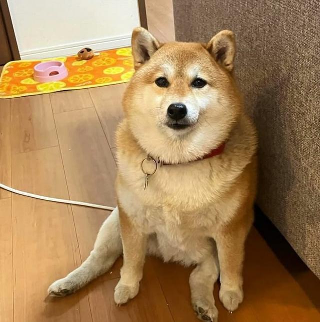 token image for MOMO