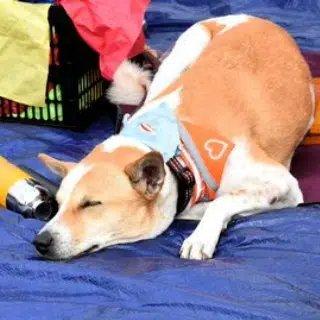 token image for ALOKA